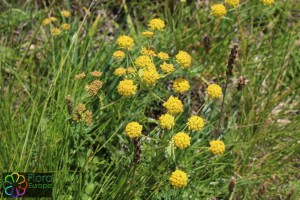 Bupleurum ranunculoides (2) (1200 x 800).jpg_product